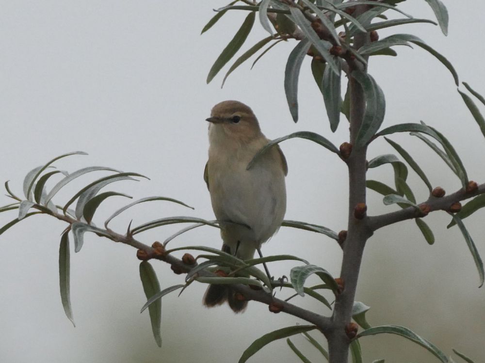 Siberian Chiffchaff, Pegwell Hoverport, 3rd November 2024