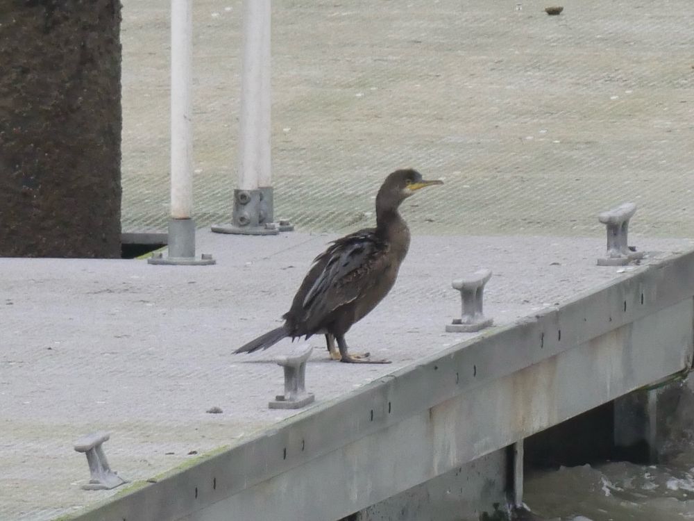 Shag -first of the season for me