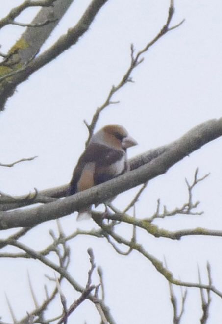 Hawfinch Godmersham Park