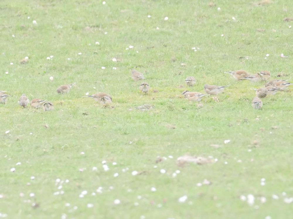 Serin with Linnets Pegwell Clifftop 8th April 2023.  Bird is front centre (zoom in).