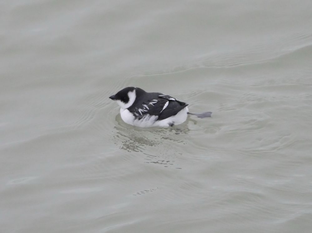 Little Auk, Ramsgate Harbour, 21st November 2024
