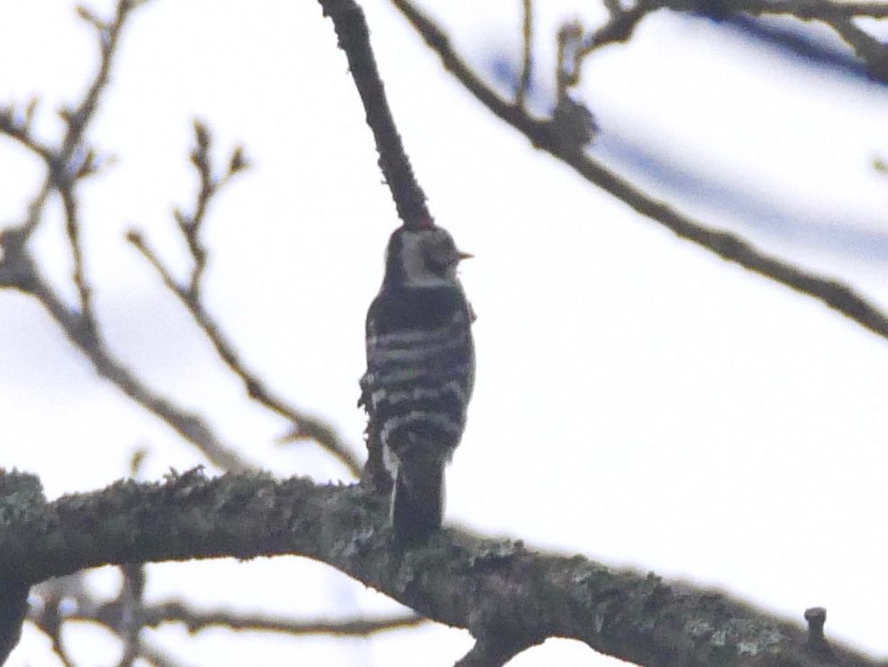 Lesser Spotted Woodpecker, RSPB Blean Woods