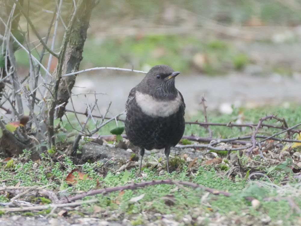 Ring Ouzel, Pegwell Hoverport, 3rd November 2024 
