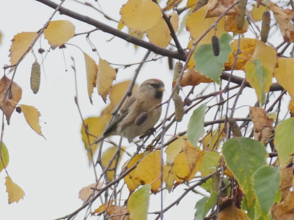 Redpoll