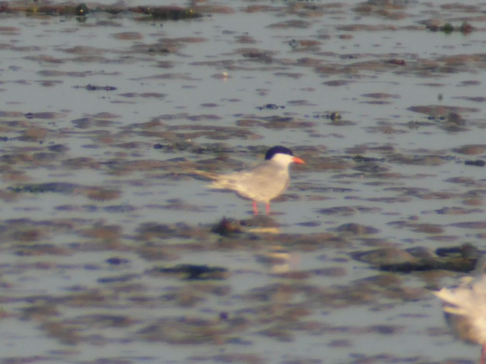 Common Tern (1 of 7)