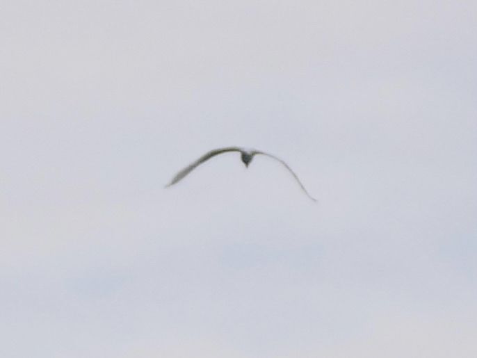 Great White Egret over Ramsgate harbour 7:40 am.