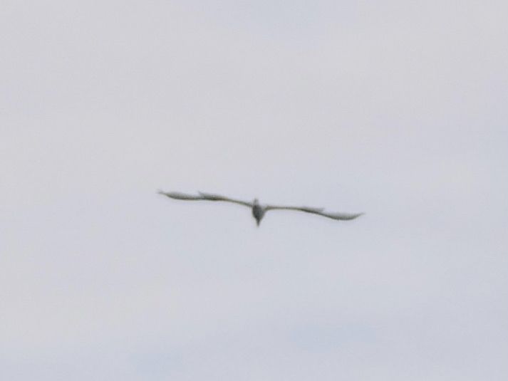 Great White Egret over Ramsgate harbour 7:40 am.