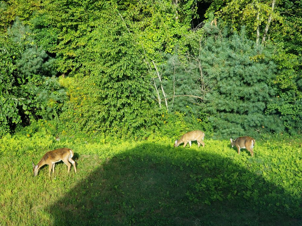 Three deer grazing on protected land.