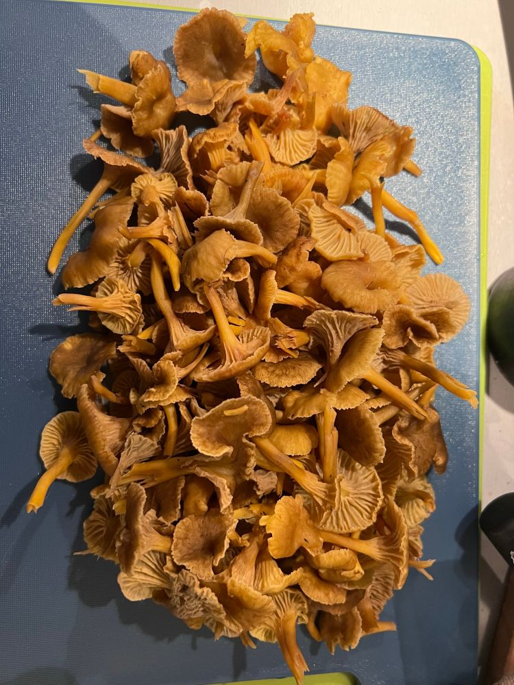 Et bilde av en haug med traktkantareller