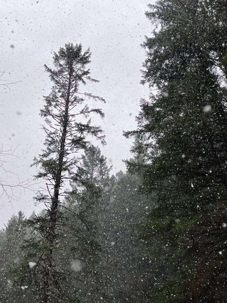 Et bilde av bartrær og snø