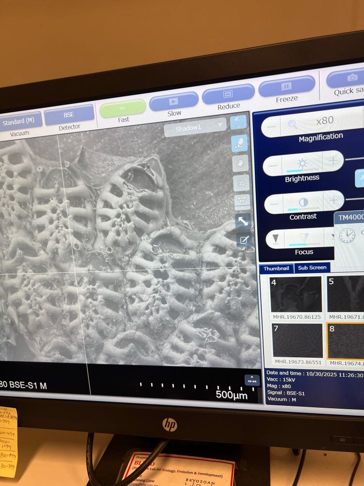 A photo of a screen where you can see an electron microscope image of a bryozoan colony. The zooids look like skeletons