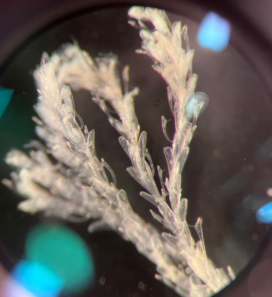 A photo of a flowery looking bryozoan with long zooids and avicularia