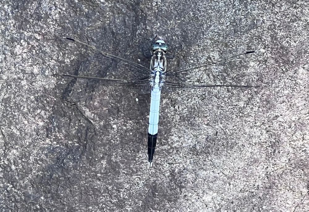 Et bilde av en lyseblå øyenstikker med sort bakkroppende