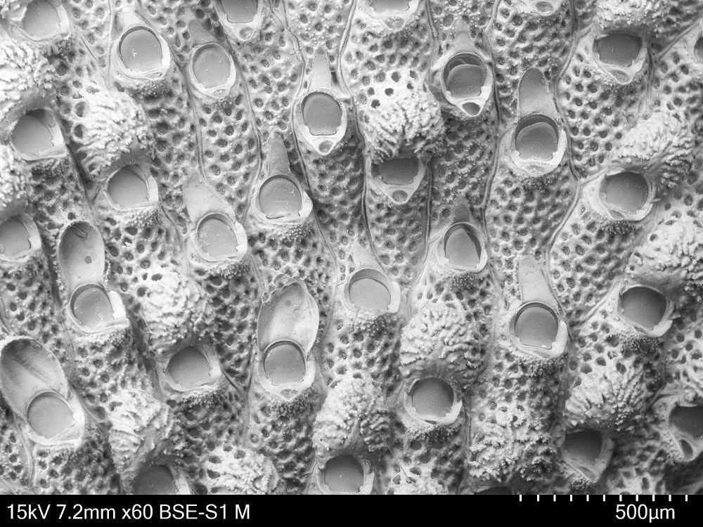 a black and white electron microscopy image of a bryozoan with lots of pores and round, granular ovicells