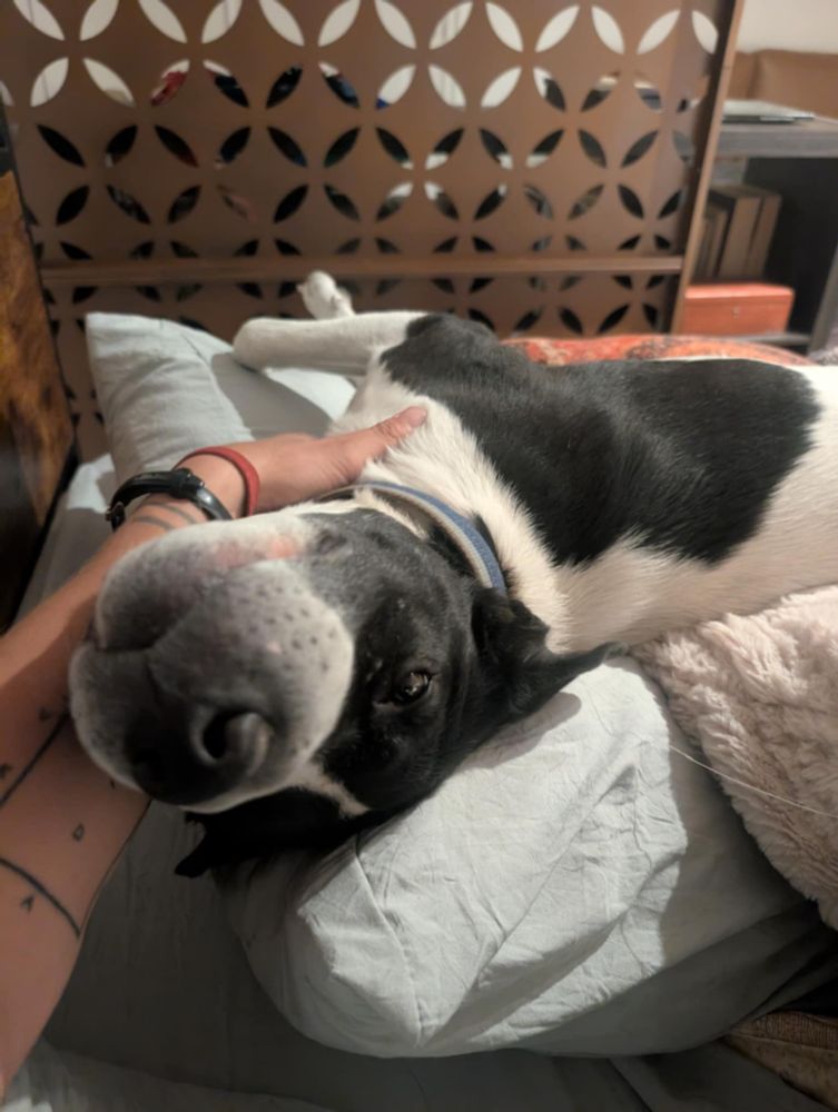 A dog that looks like a dairy cow laying on his side getting pets.