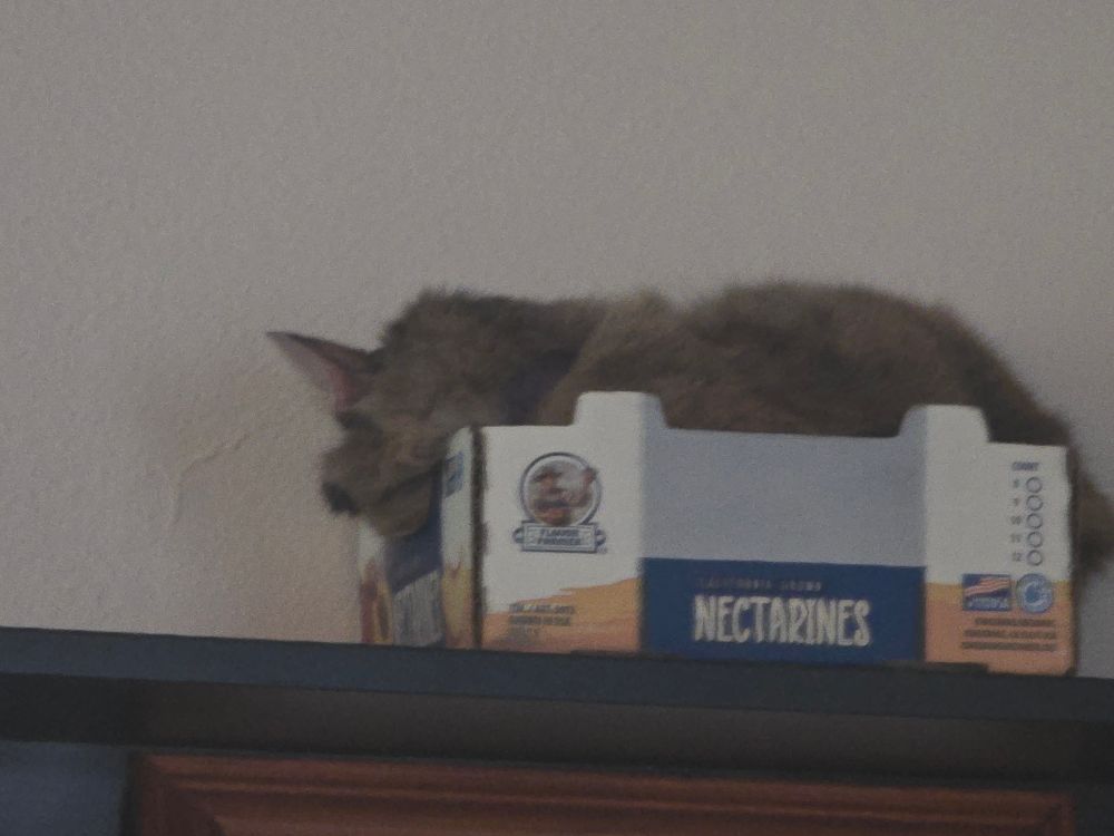 An American long-hair cat is sleeping curled up in a Costco fruit box for nectarines,  on top of a bookshelf. 