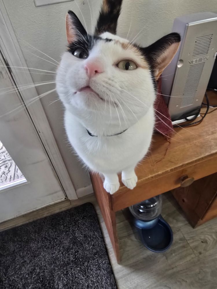 A white and black cat leaning up to the camera wanting attention and pets. 