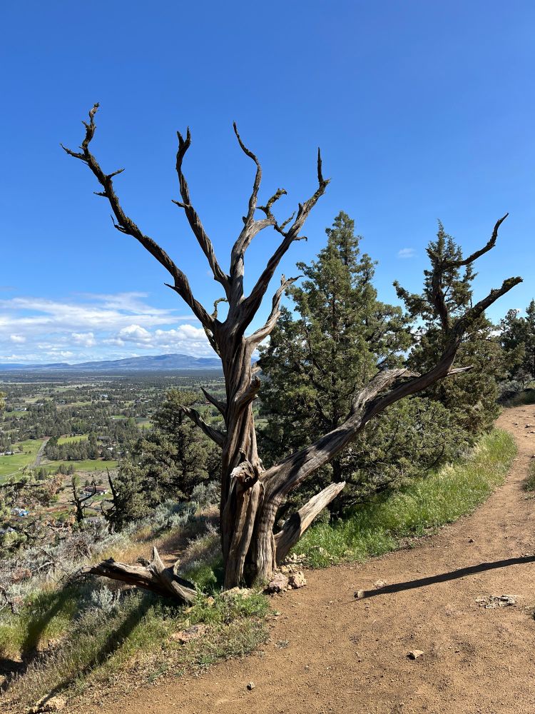 Juniper snag standing on edge of steep slope with blue sky and puffy white clouds on horizon.