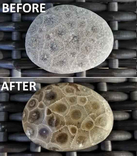 A petoskey stone, before and after it gets polished. The fossil pattern is more pronounced after polishing.