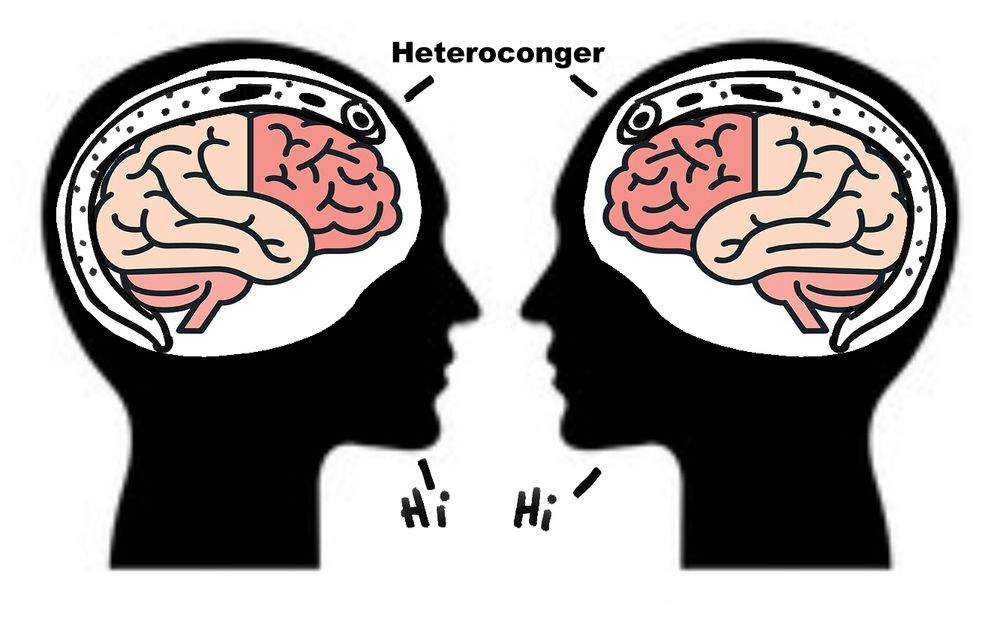 Two people's head close together as they great each other with ''Hi''
An X-ray vision inside their skulls reveals 2 Heterocongers (or Homocongers, perhaps) nuzzled between their brain and skull wall.