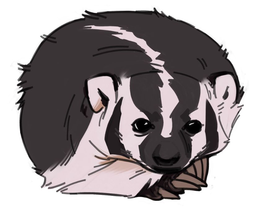 Rough warm up of a badger looking at the camera curled up in a ball