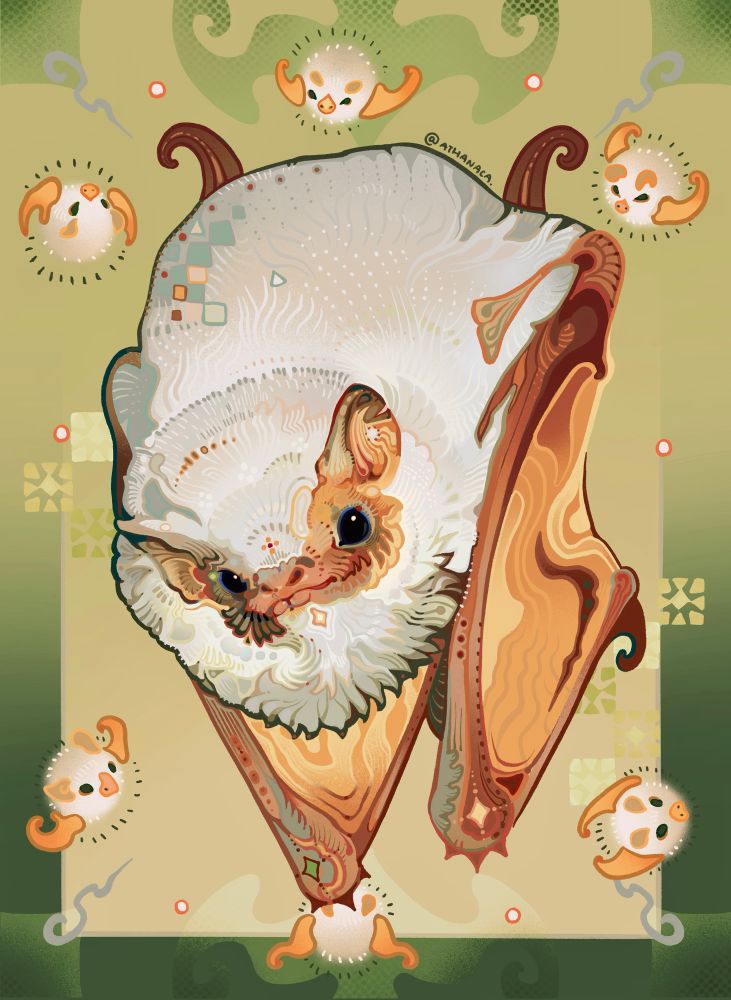 Honduran white bats and northern ghost bat illustration