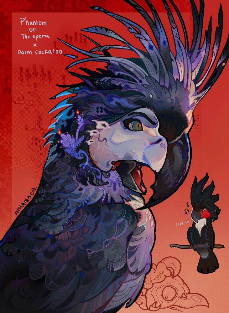 Phantom of the Opera x palm cockatoo illustration 
