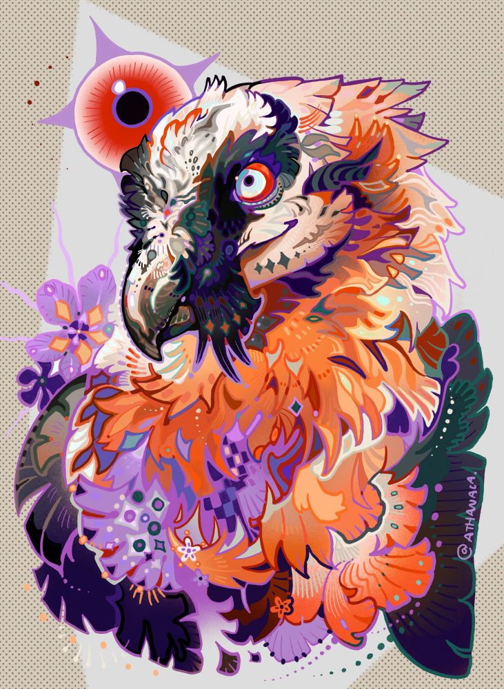 bearded vulture illustration