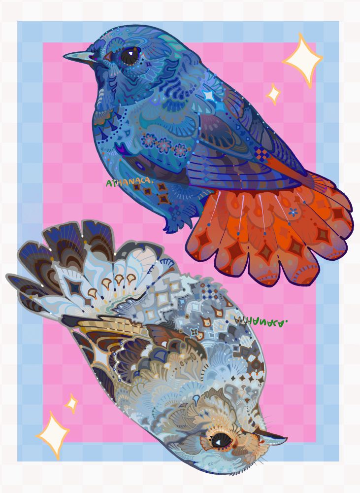 A pair of Plumbeous water redstart illustration