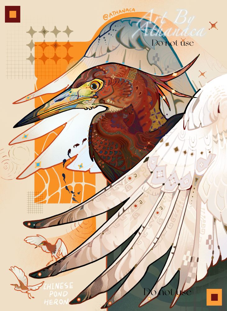 Chinese Pond Heron illustration