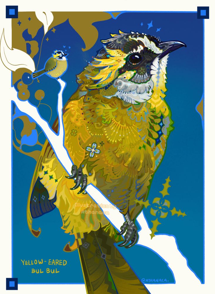 Yellow-eared bulbul illustration