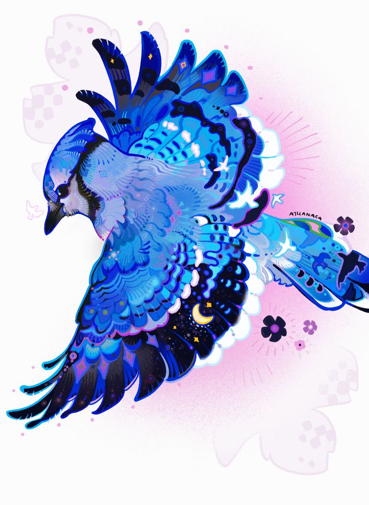 Blue Jay illustration 