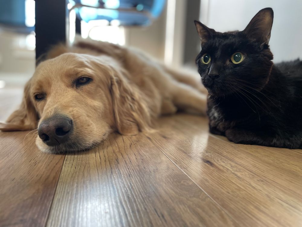 A blonde dog and black cat lying next to each other by a table 
