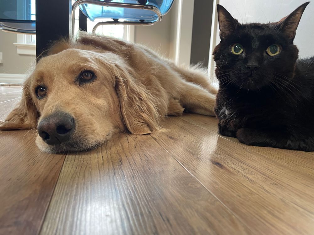 Blonde dog and black cat lying on hardwood floor by a table