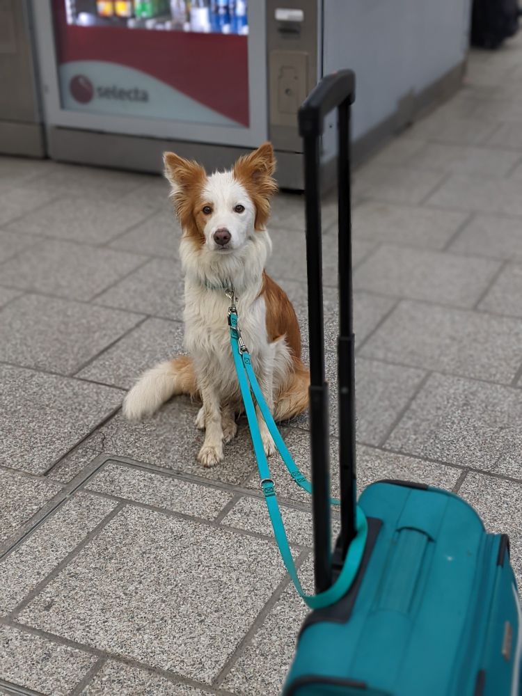 Ein Hund mit rot-weißem Fell sitzt an einem Bahnhof neben einem Rollkoffer in Türkis 