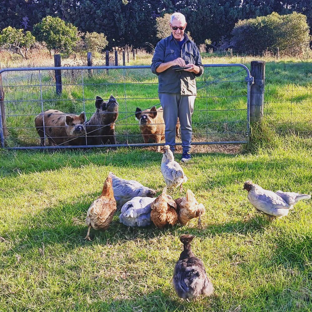 On a peaceful farm stay in Kirri Kirri. Mr G is surrounded by pigs and chickens.