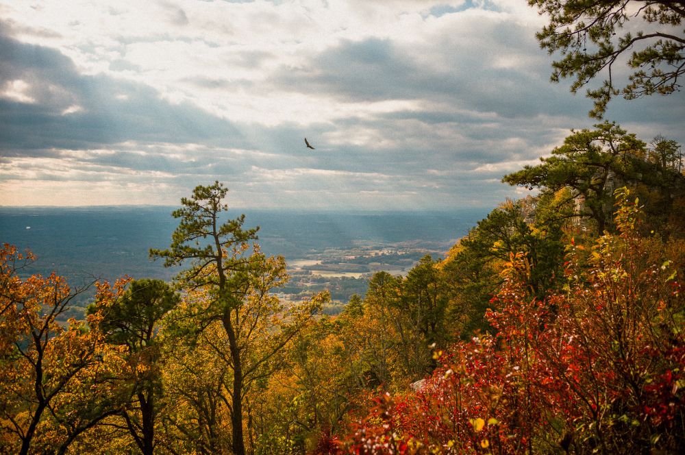 Looking at the horizon through autumn trees from above, a bird in the sky. 