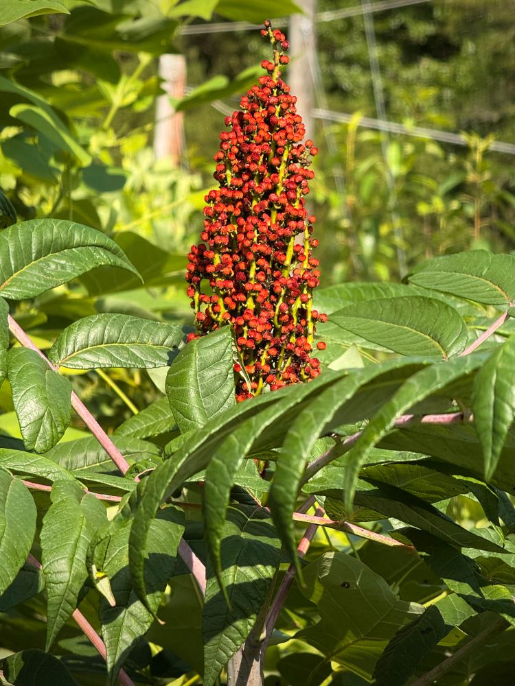 A fuzzy cluster of red smooth sumac berries