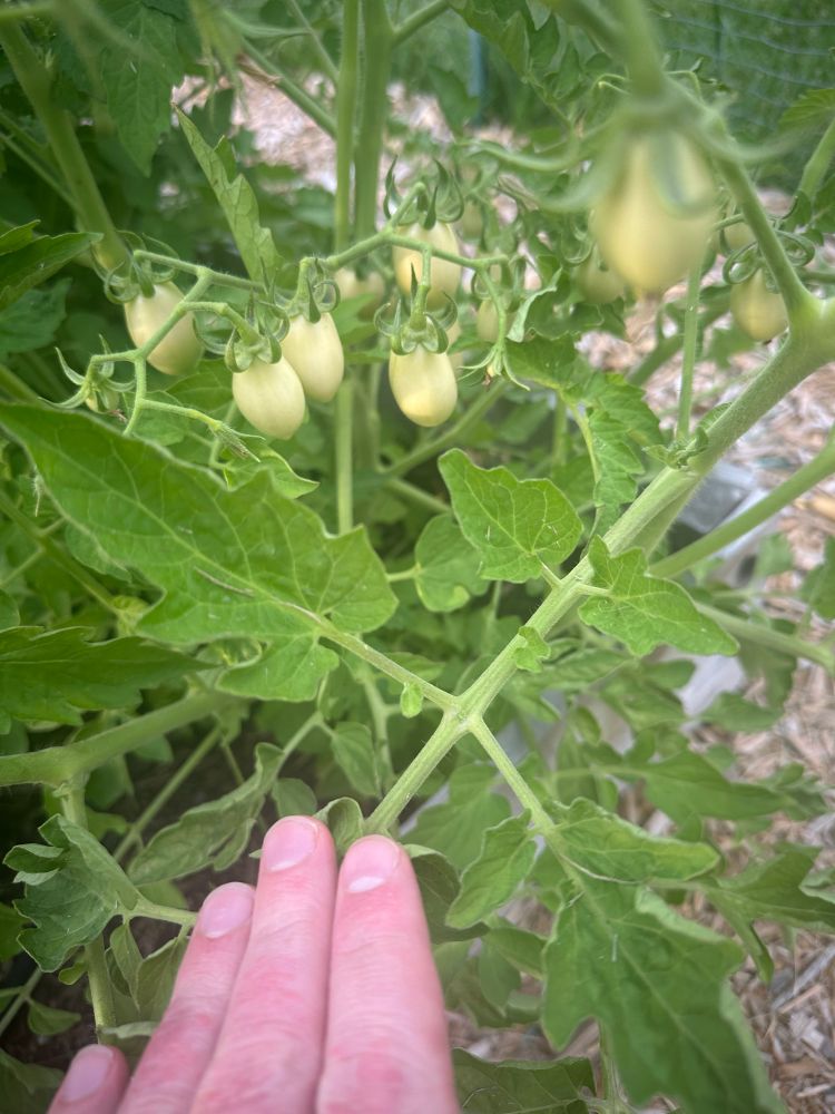 Cluster of six pink bulb eggplants on a vine, still green and unripe. 