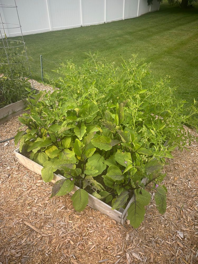 Small raised garden bed that is overflowing with a cornucopia of eggplants in three different varieties. 