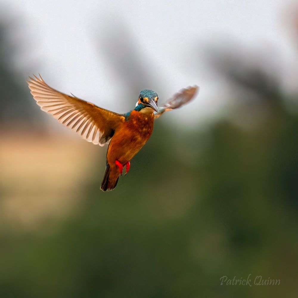 Caught mid-hover, this kingfisher gave me just enough time to capture its pre-dive pose before making the splash .... #Kingfisher #WildlifePhotography #BirdWatching #NatureLovers #MomentInNature #birds 🪶