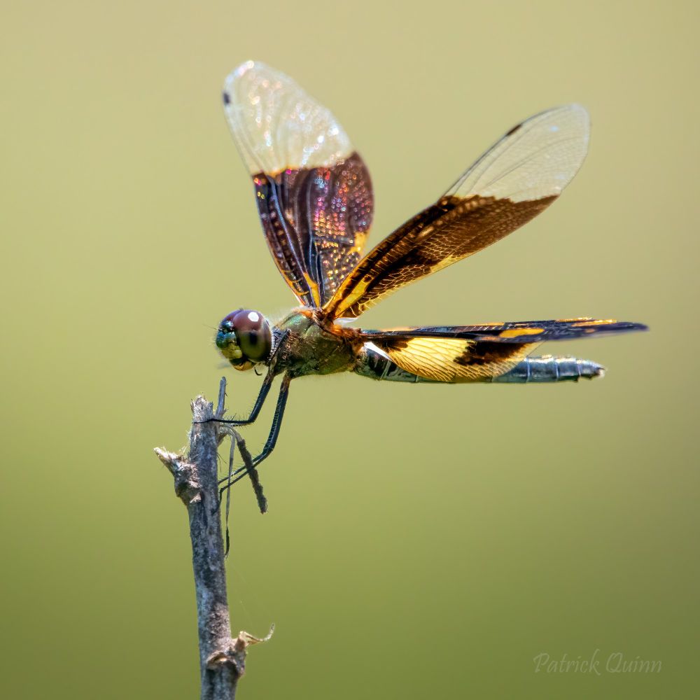 Dragonflies are often used as bioindicators to assess the health of wetland ecosystems. Their presence signifies clean, unpolluted water, as their larvae are sensitive to water quality ... #MacroPhotography
#WildlifePhotography #Dragonfly