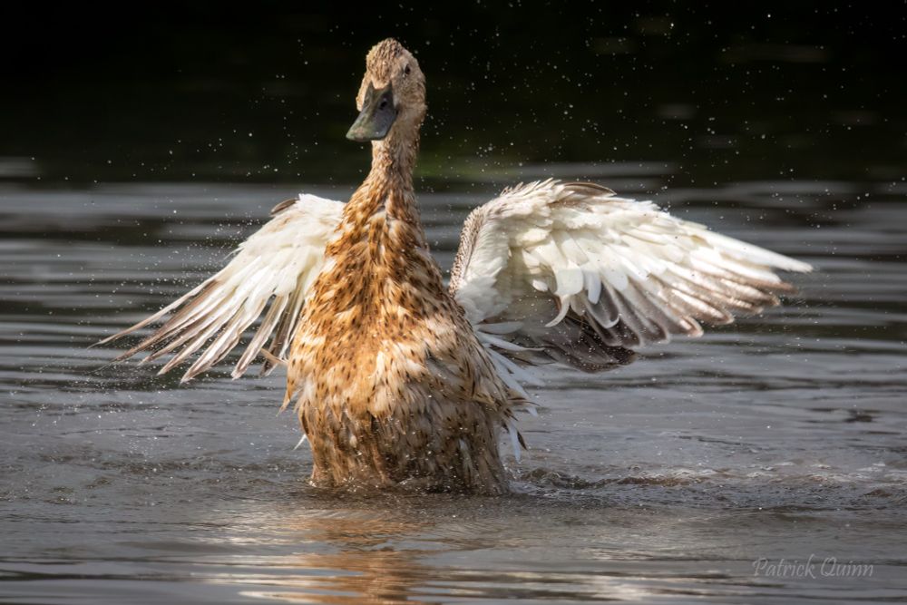 Nothing like an early morning bath to start the day and unruffle those feathers! Duck in wetlands just outside #Haikou. #Birds #BirdLovers #BirdWatching #BirdPhotography #BirdLife #WildBirds
