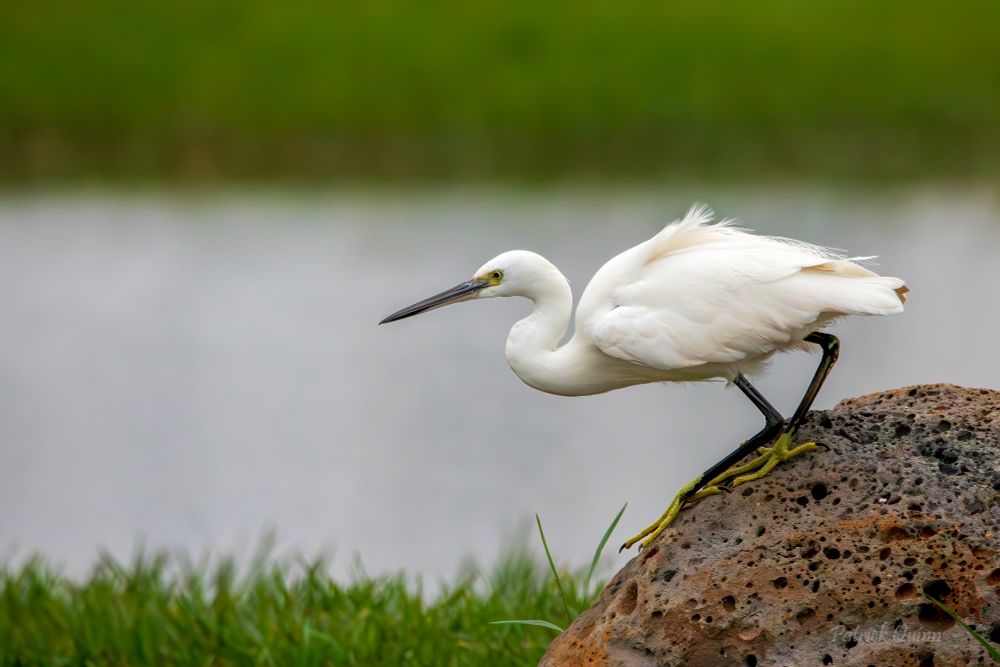 Launch sequence activated: Spring-loaded and sky-bound! This little egret is about to turn that rock into a launchpad. #WildlifePhotography #Chinabird #NatureLovers #Egret #birds 🪶