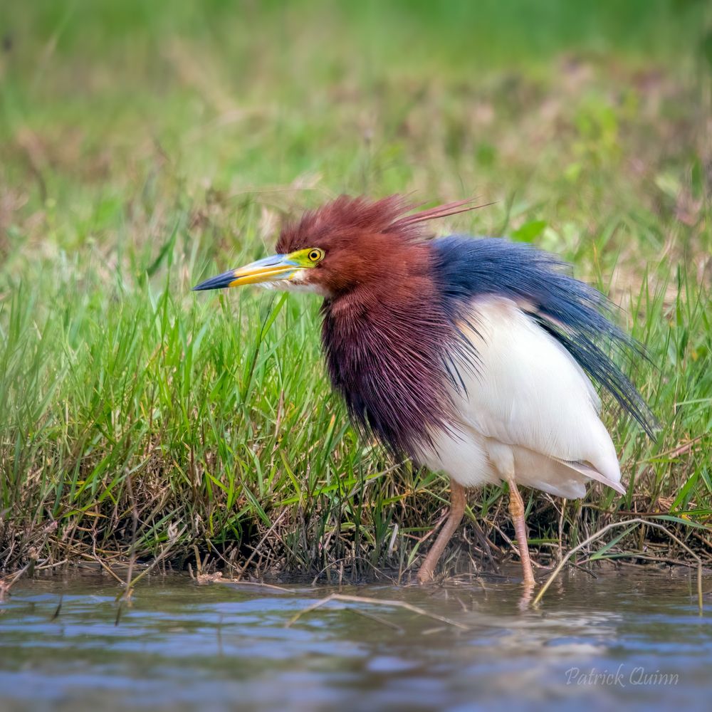 An elegant Chinese Heron at Dongzhai Wetlands, Haikou. It is a fascinating bird with distinct plumage that changes with the seasons, here it is transitioning from breeding to non-breeding season—nature's own camouflage technique! #BirdsOfChina #WetlandWildlife #BirdWatching #WildlifePhotography #Birds