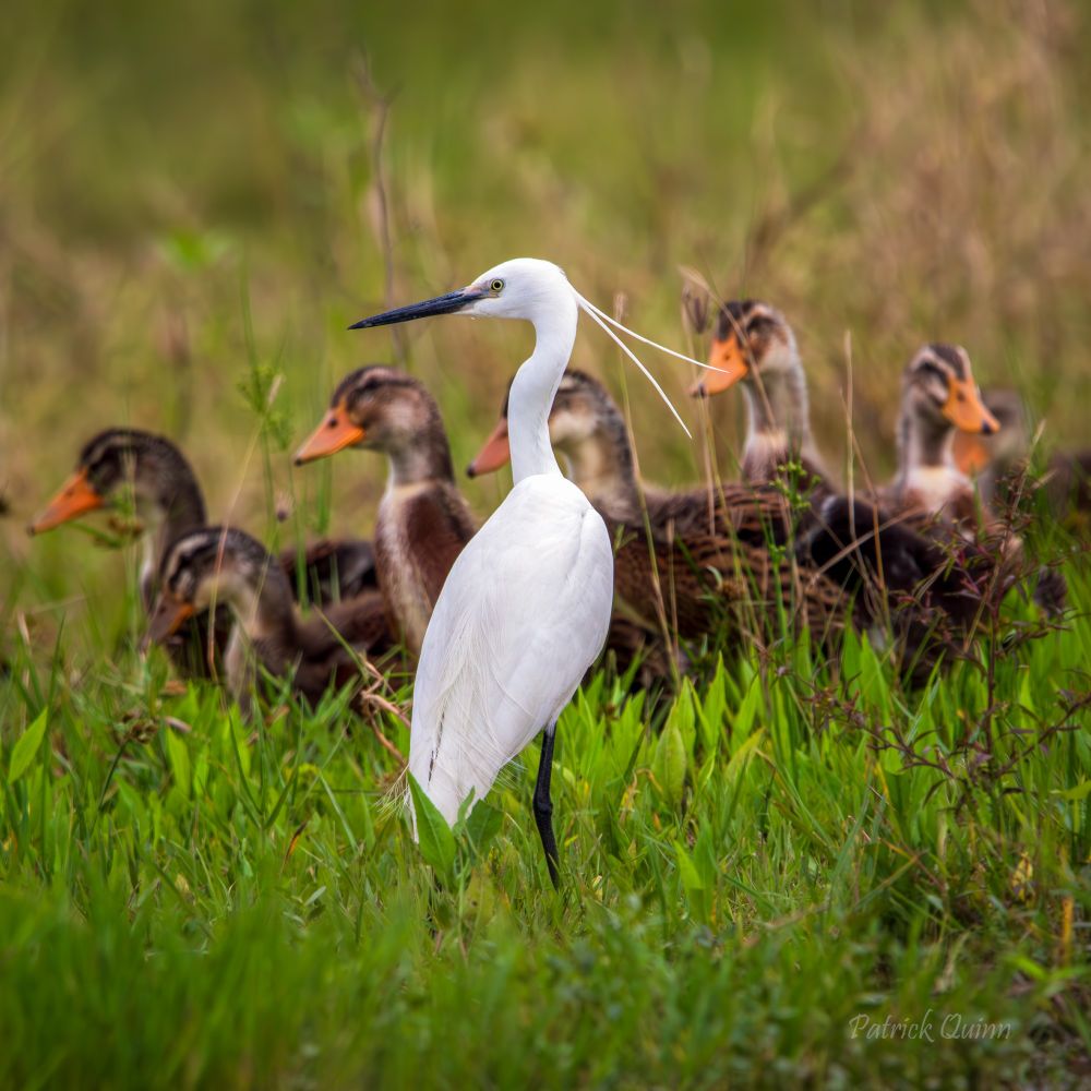 An egret and free-range ducks share a wetland pond near Haikou, stoically ignoring each other. Egrets often benefit as ducks stir up insects or small fish while splashing through the water. #BirdsOfChina #WetlandWildlife #BirdWatching #WildlifePhotography #birds🪶