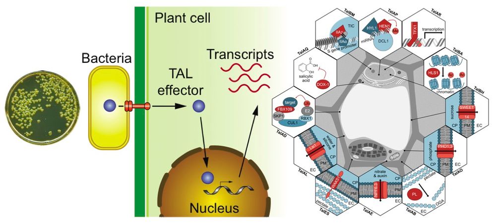 A cartoon showing a bacterial Xanthomonas cell injecting TALEs into a plant cell to induce expression of target genes.