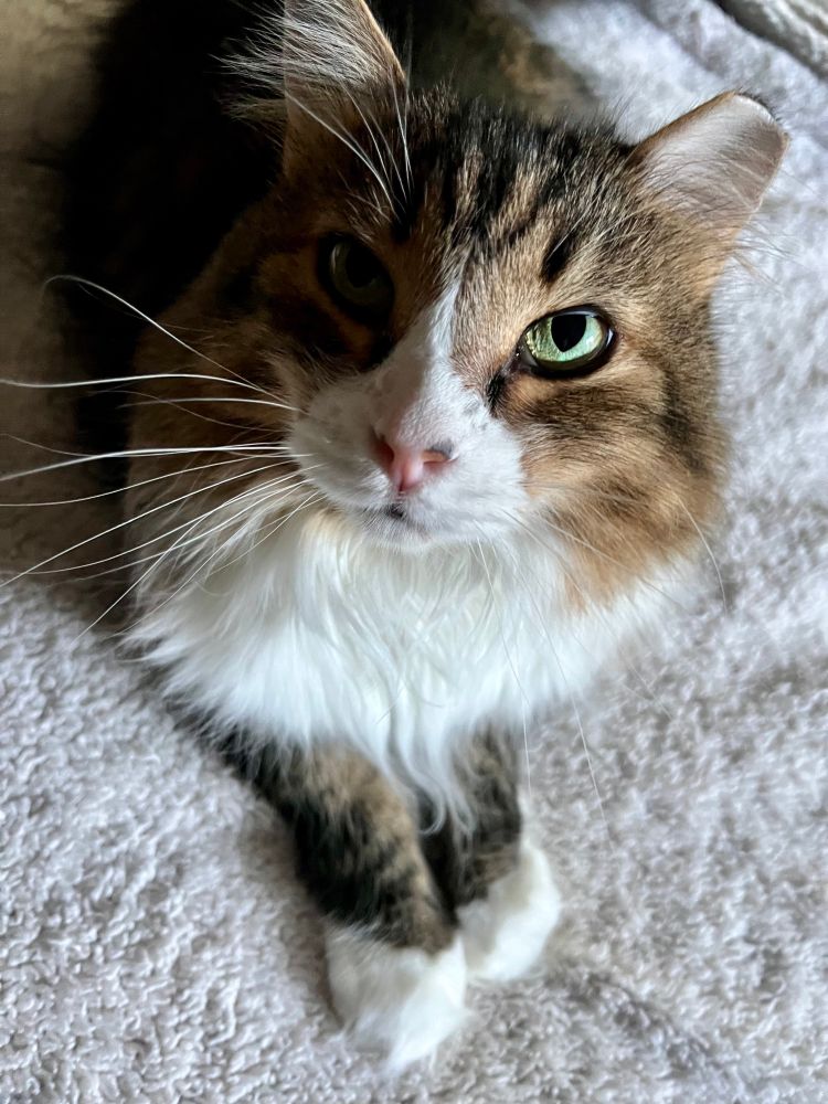 Jack, the brown and white long haired cat with front paws together looking up at you  with a caring expression. 💙