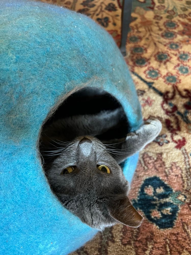 Grey cat leaning back in the entry to his blue kitty cave looking up at you. 
