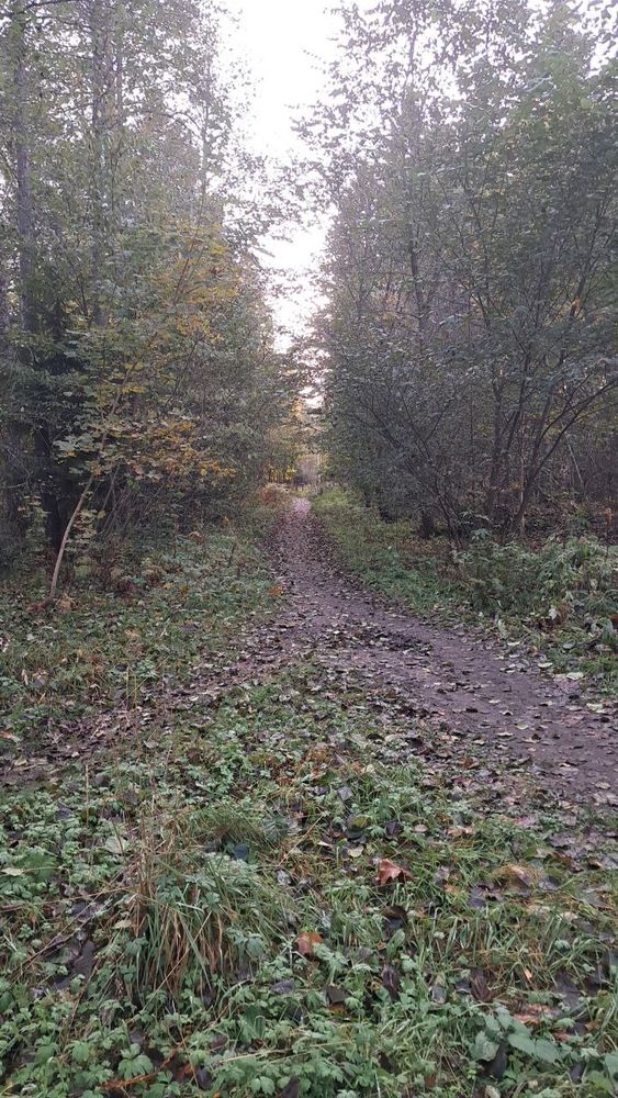 Forest path with quite a bit of green still around.